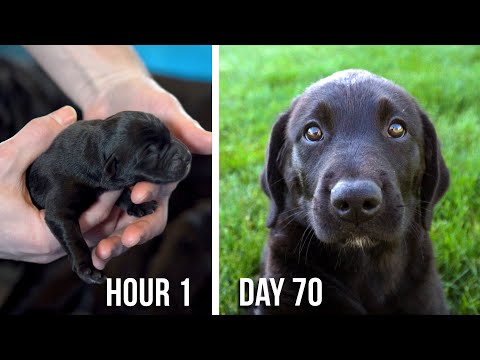 Video: Pasaulis galiausiai turi šunų tualetą ir taip, tai puikus