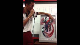 ระบบหมนเวยนเลอด