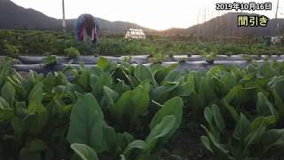 2019101403じゃがいも除草・中耕・間引き#098