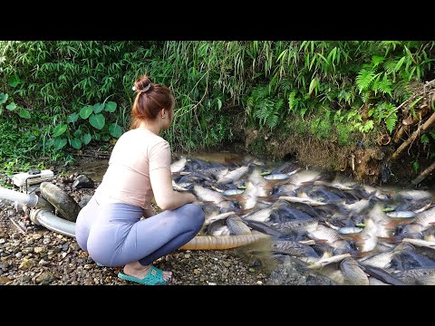 Unique Fishing - Using pumps, pumping water outside the natural lake, Harvesting a lot of big fish