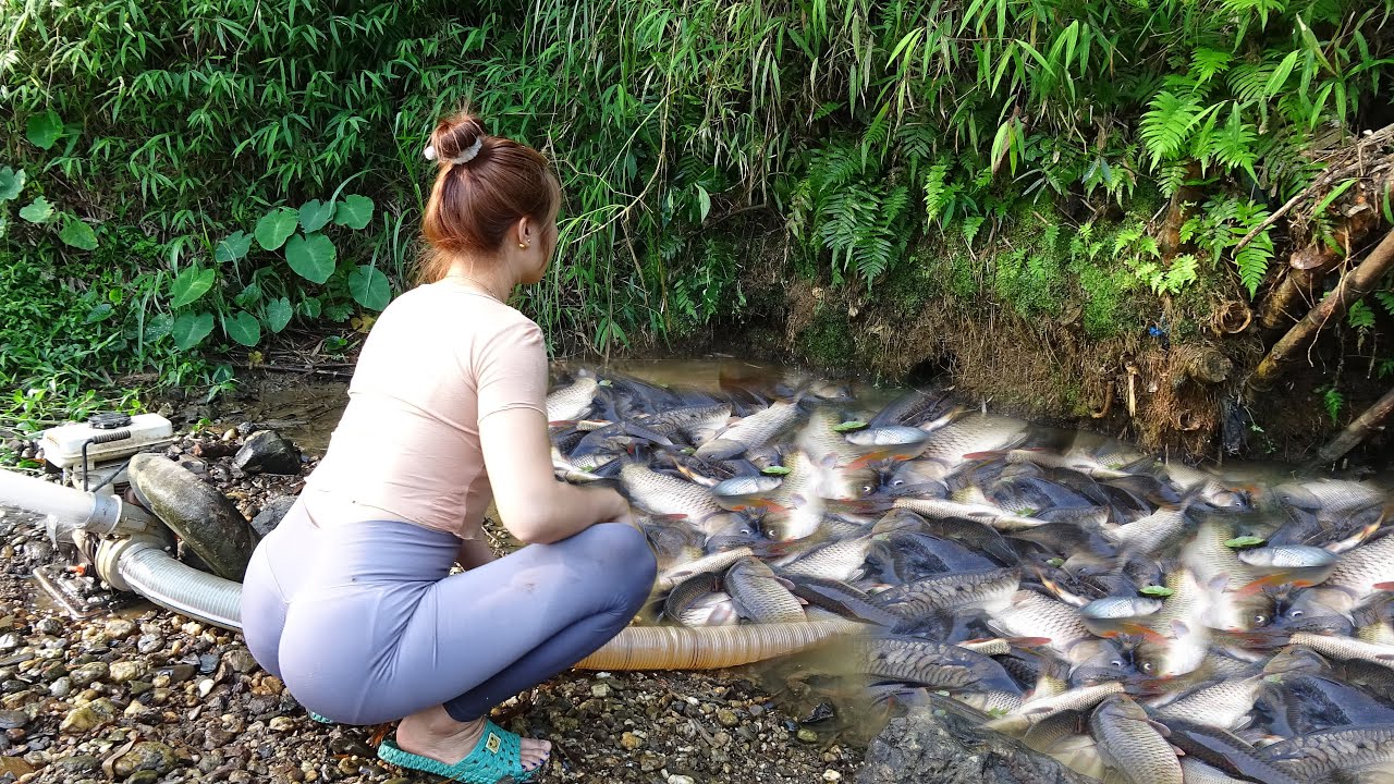 Unique Fishing   Using pumps pumping water outside the natural lake Harvesting a lot of big fish