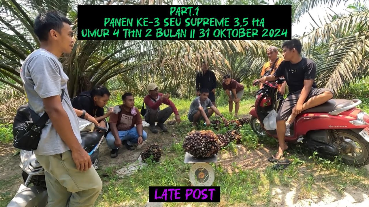 Late Post : Panen Sawit Seu Supreme Ke-3 || 31 Oktober 2024