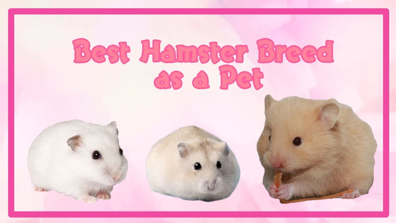 The Best Hamster Breed as a pet YouTube