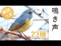 【冬に聞く】鳥の鳴き声23種 (解説付き)