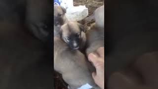 Annemin Köpek Sevme Şekli