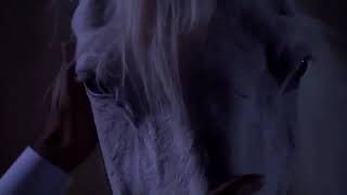 The Arabian Horse