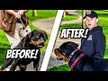 Stop Leash Pulling - Pitbull Training for obedience with Americas Canine Educator