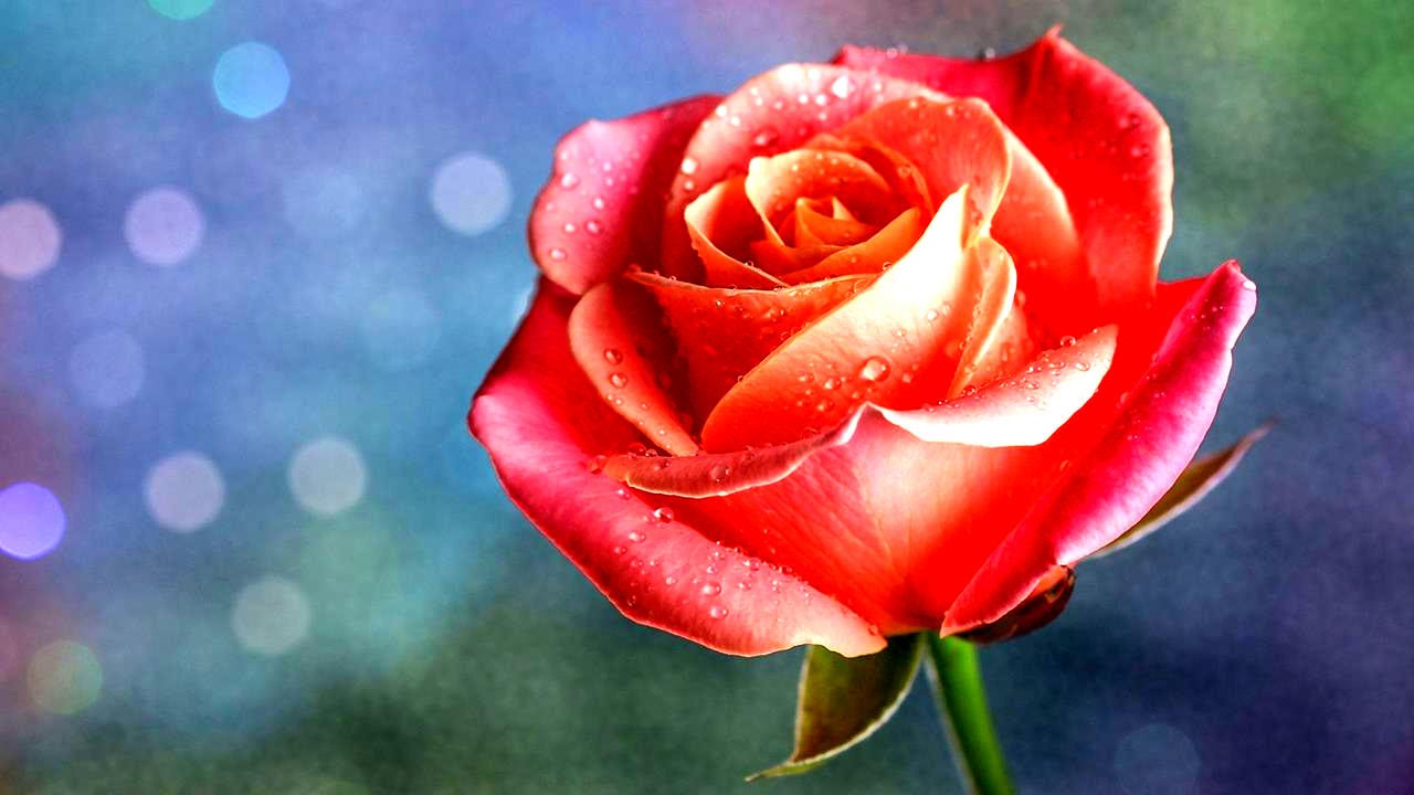 СОННИК - Розы