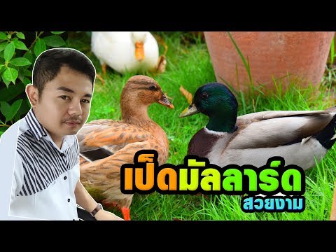 เป็ดมัลลาร์ด สุดยอดเป็ดป่าสวยงาม Mallard Duck - พี่โต๋ Pakdong Channel