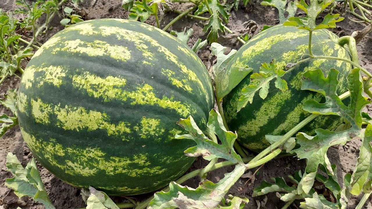 Найкращі сорти кавунів для Київщини