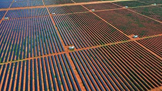 Chinese renewables ‘garbage’ being ‘dumped’ onto Australian farmers