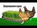 Проращиваем зерно (Витамины!!!)