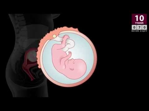 Wideo: Jak Mija 10 Tydzień Ciąży?