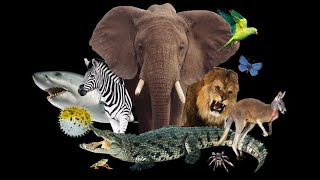 Cute little animals - Dog, cat, chicken, elephant, cow, tortoise - animal sound