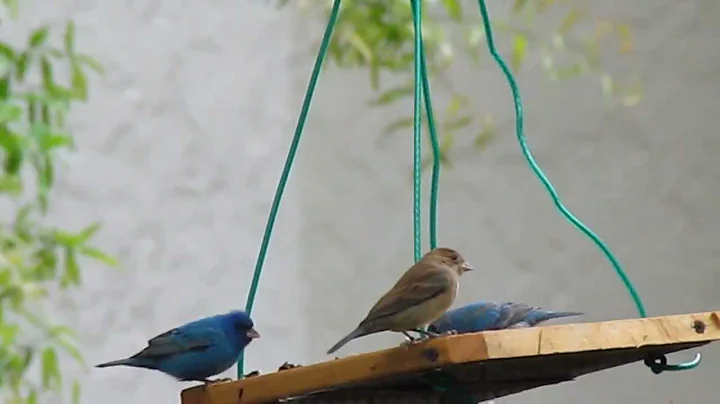 Backyard Birds