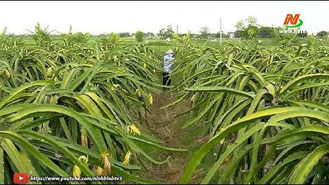 Khánh Tiên thực hiện tiêu chí thu nhập xã Nông thôn mới nâng cao