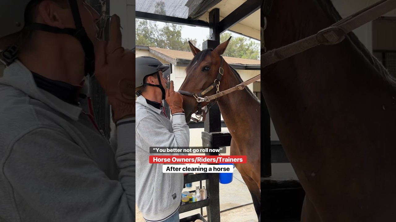 RIDERS vs HORSE GROOMS after cleaning a horse… its job security 