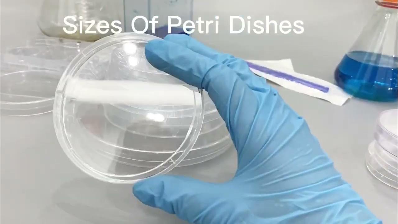 Sizes of petri dishes - YouTube