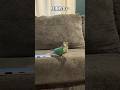 【鳥Part341】圧倒的なキレで踊るインコ #鳥 #birds #parrot #かわいい #インコ