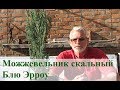 Можжевельник Блю Эрроу: описание, в ландшафтном дизайне, размножение