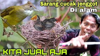 sarang burung cucak jenggot di alam langsung