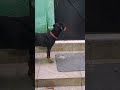#cachorro #fofoqueiro ele ama uma fofoca