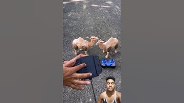 Big Two Rc Remote Control Camel Unboxing🔥🐫#shorts​ #toys​ #camel​ #animals​ #unboxing