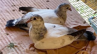 Racing pigeons loft settling & German Shepherds