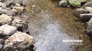 양평계곡펜션 시계꽃펜션