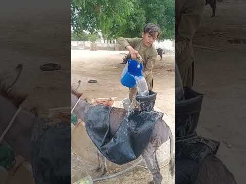 كان حمار يجلب الماء من البئر تحت شمس الصحراء الحارقة    