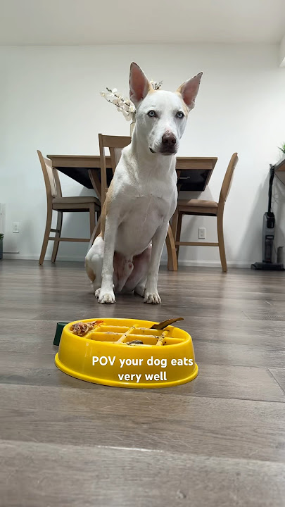 ASMR dog feeding routine and eating🍽️🐶#dog #dogshorts #pets #puppy #dogfeeding #doglife #dogvideos