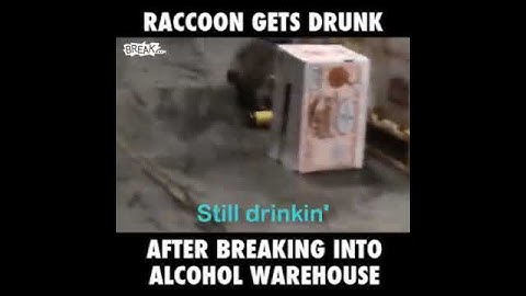 Raccoon Gets Drunk After Breaking Into Alcohol War.