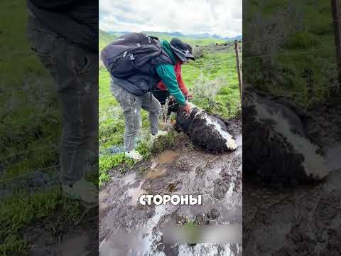 Два храбрых КАЗАХА спасли ДИКОГО яка😢🔥🐃