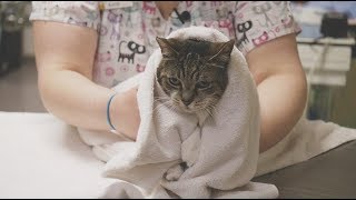 How To: Medicate Your Cat at Home by Cats Only Veterinary Clinic 3,336 views 6 years ago 5 minutes, 1 second