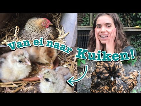 Video: 50 Grootste Kuikens Van Alle Tye