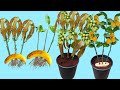 l am Try Growing Mango Trees From Mango Branches and Lemon Trees From Lemon Branches in Banana Fruit