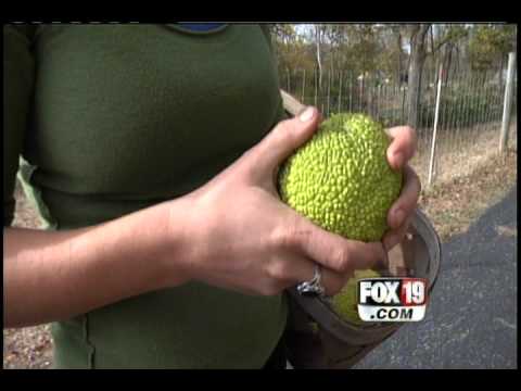 What is a hedge apple?