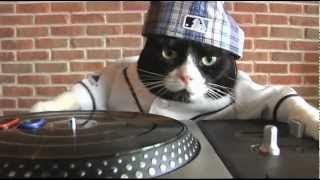 DJ Kitty performs deadmau5's 