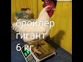 огромный бройлер/выращивание бройлеров