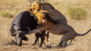 BRUTAL Moments When Male Lions Hunt Their Prey