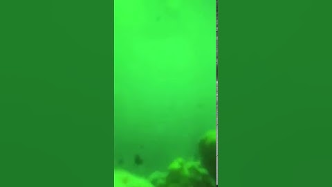 Jellyfish update time lapse