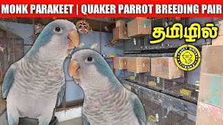 Monk Parakeet | Quaker Parrot Details in தமிழில் | Birds Food | Breeding Tips | Fancy Birds Chennai