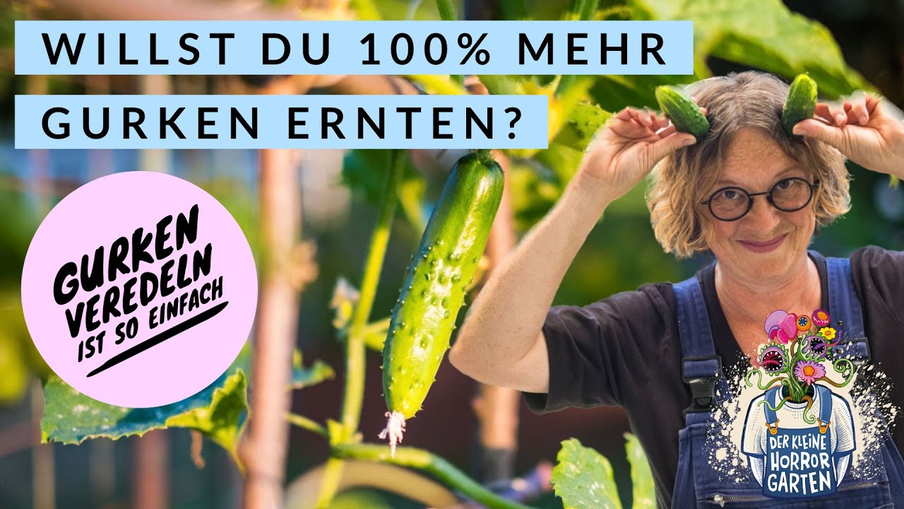 Maximaler Ertrag: So pflanzt und pflegt ihr Gurken richtig | Tipps für eine reiche Ernte 🥒