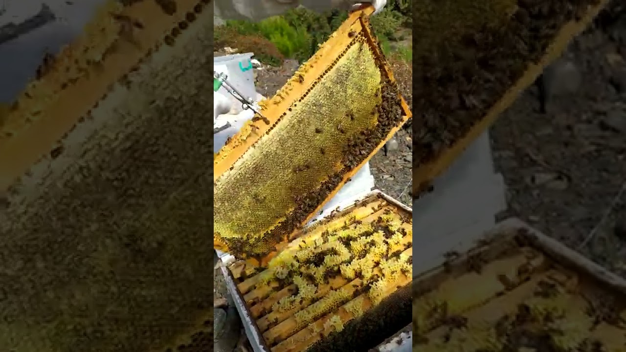 Bİ KOVAN ARICILIK ÇAM BALI HASADI