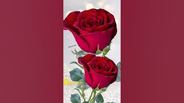 #wavemusicbihar1 #trending #shorts #viral #status #hindi #rose #gulab #love #fyp #song #video #s