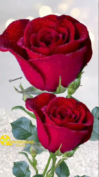 #wavemusicbihar1 #trending #shorts #viral #status #hindi #rose #gulab #love #fyp #song #video #s