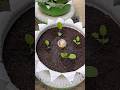 tips for transplanting Chinese cabbage #garden