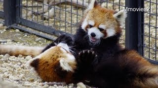 じゃれあうレッサーパンダ〜Red Pandas are playing