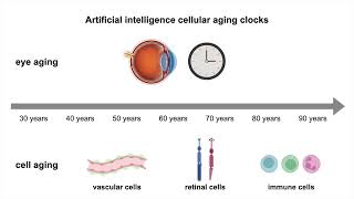 Cell Aging clocks from AI Proteomics
