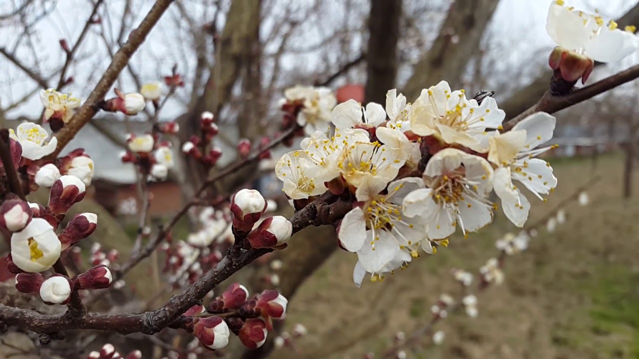 подснежник галантус. сакура цветение растения. весенний фон. экопарк ташкент сакура. белоцветник весенний и подснежники.